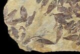 22.8" Fossil Fish (Gosiutichthys) Mortality Plate - Lake Gosiute - #130099-3